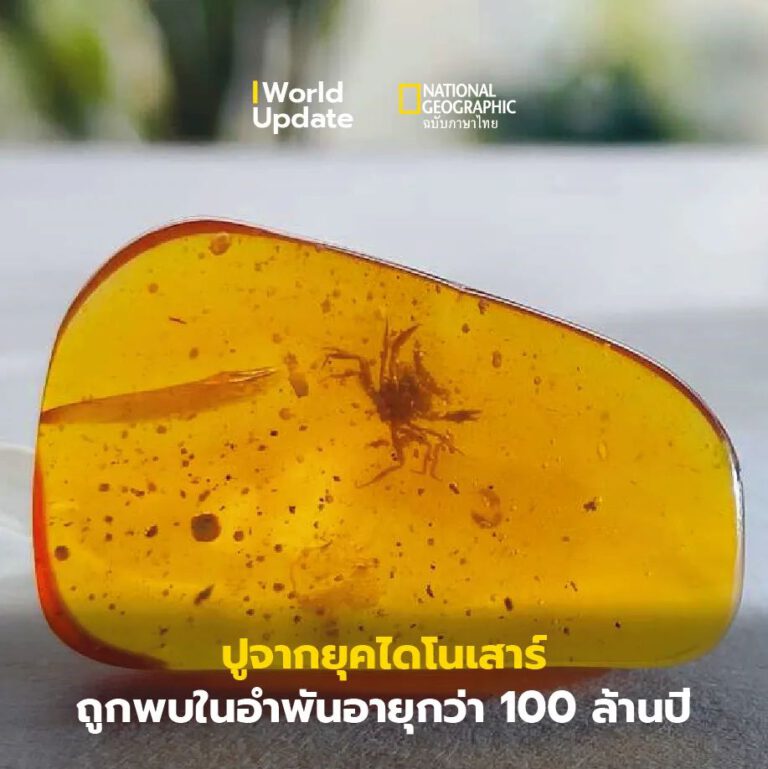 พบปูจากยุคไดโนเสาร์ในอำพันผ่านกาลเวลาอายุกว่า 100 ล้านปี