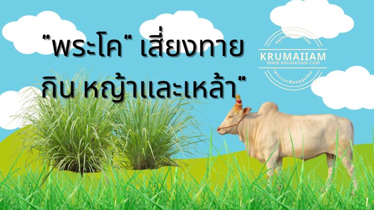 “พระโค” เสี่ยงทาย กิน หญ้าและเหล้า”